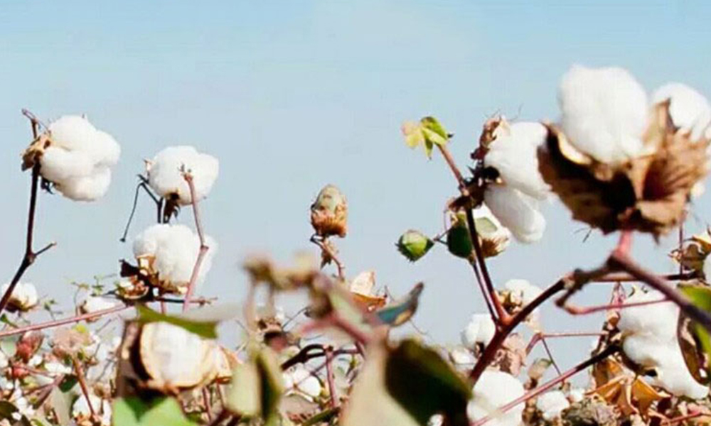 Materials of Medical Cotton Swab